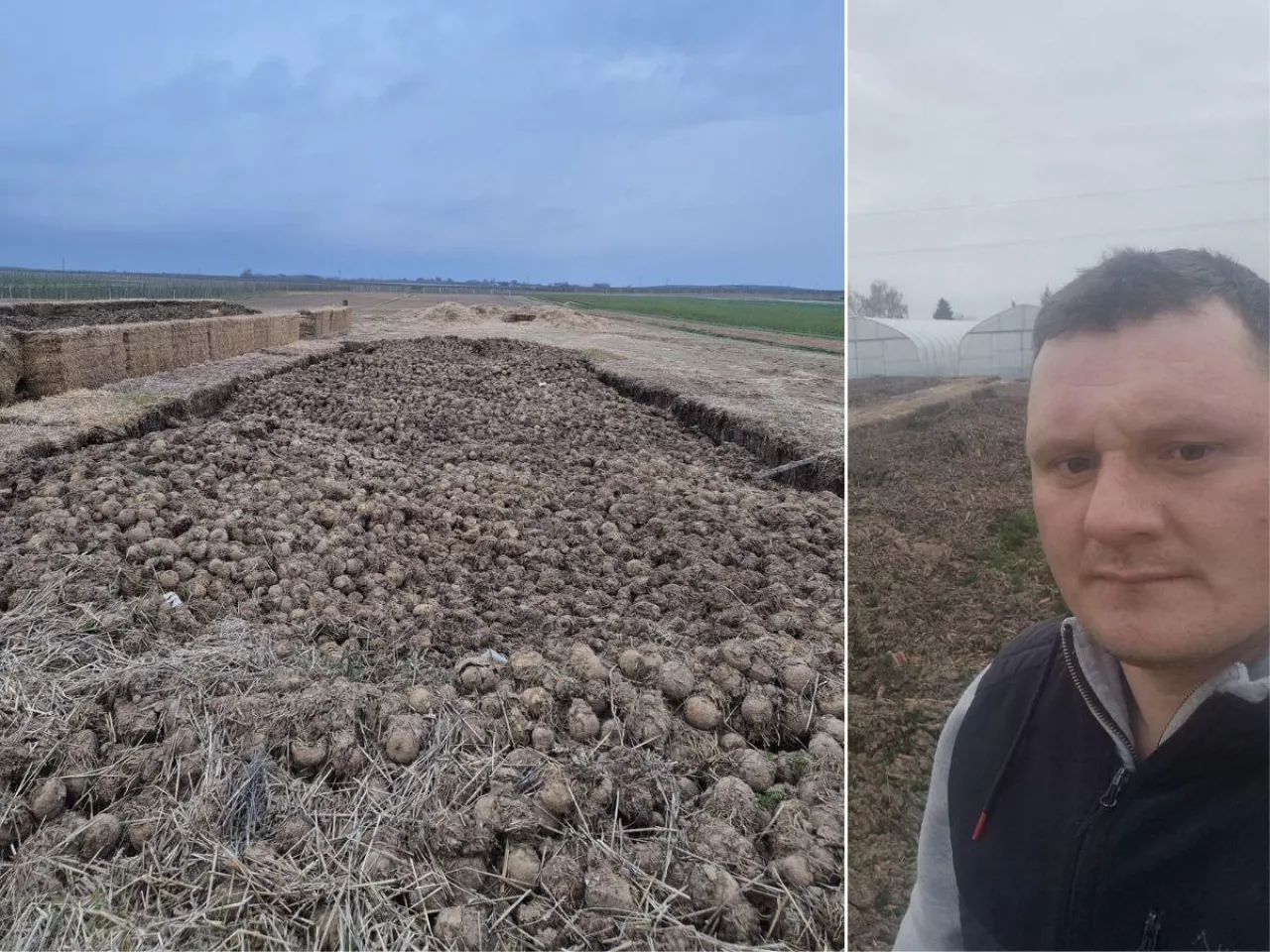 Kontrakt był, odbioru nie ma. 500 ton warzyw gnije w polu, a rolnikowi grozi bankructwo