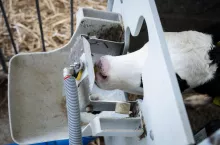 Calf consuming milk from an automatic feeding system, representing advanced agricultural practices for livestock growth, animal care, and efficient dairy production on a contemporary farm