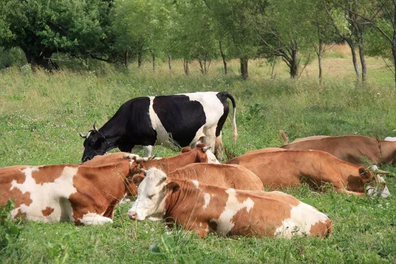 Dla rolników EUDR nie jest jedynie kolejnym przepisem, lecz całkowitą zmianą logiki działania rynku
