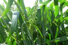 nawożenienawożenie pszenicy druga dawka azotu trzecia dawka azotu nawożenie azotem dawka azotu a plon białka pszenicy