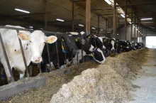 Nowy indeks PF dla bydła mlecznego wchodzi w życie już od sierpnia!