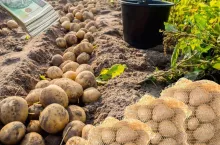 Nowa mapa rolników w Polsce. Tak sprzedasz plony bez pośredników