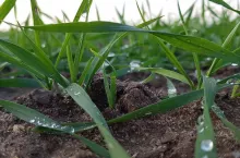 Białe końcówki liści i plamki na zbożu? To może być sygnał niedoboru