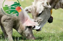 Fundusze Promocji Rolnictwa