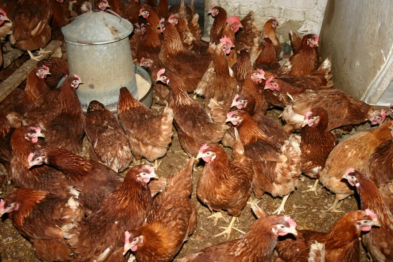 Kury nioski w kurniku