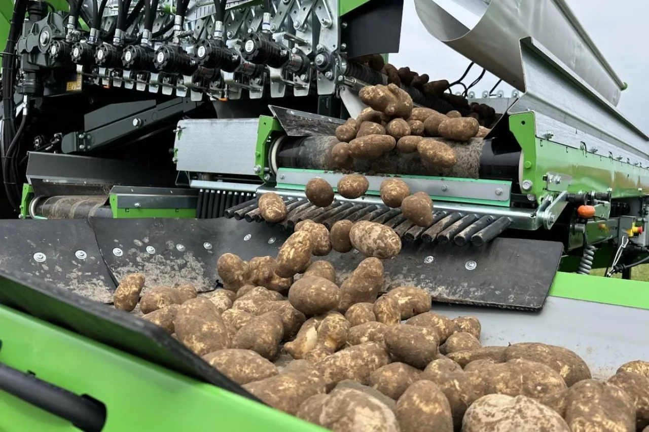 Import ziemniaków wystrzelił. Do Polski wjeżdża tani towar z zagranicy