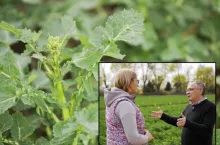 Susza a nawożenie rzepaku: czy azot miał szansę zadziałać? Pogotowie polowe