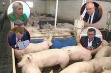 Sytuacja na rynku świń