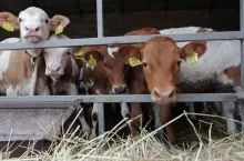 Młode cielęta w oborze – zwierzęta stoją przy barierce, oznakowane kolczykami. Na pierwszym plane ściółka ze słomy.