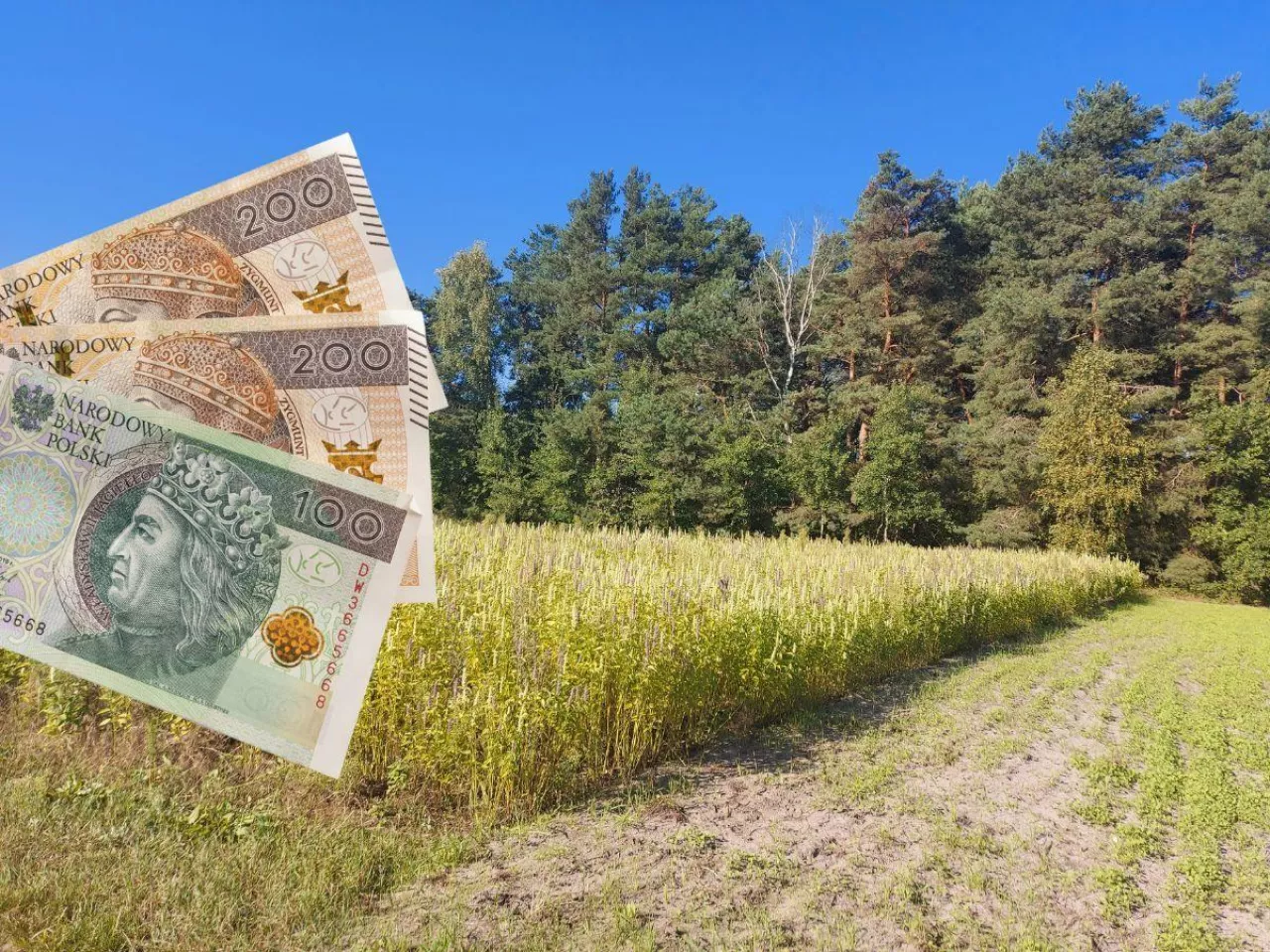 pole z miododajnymi, po lewej polskie banknoty