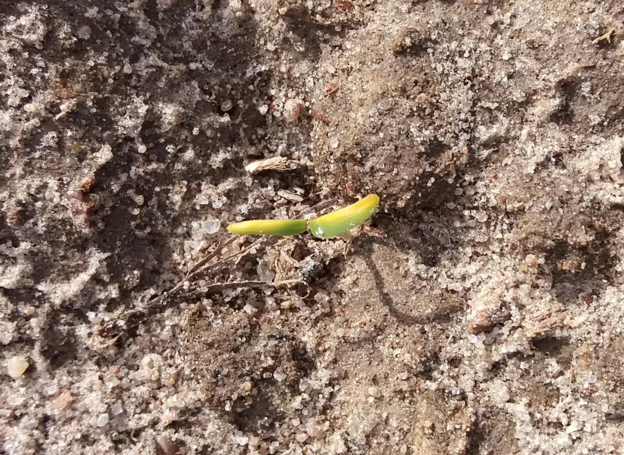 siewka buraka po przymrozku