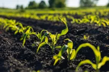 Young corn plants emerge from dark, fertile soil, basking in sunlight in a vibrant field during the growing season.