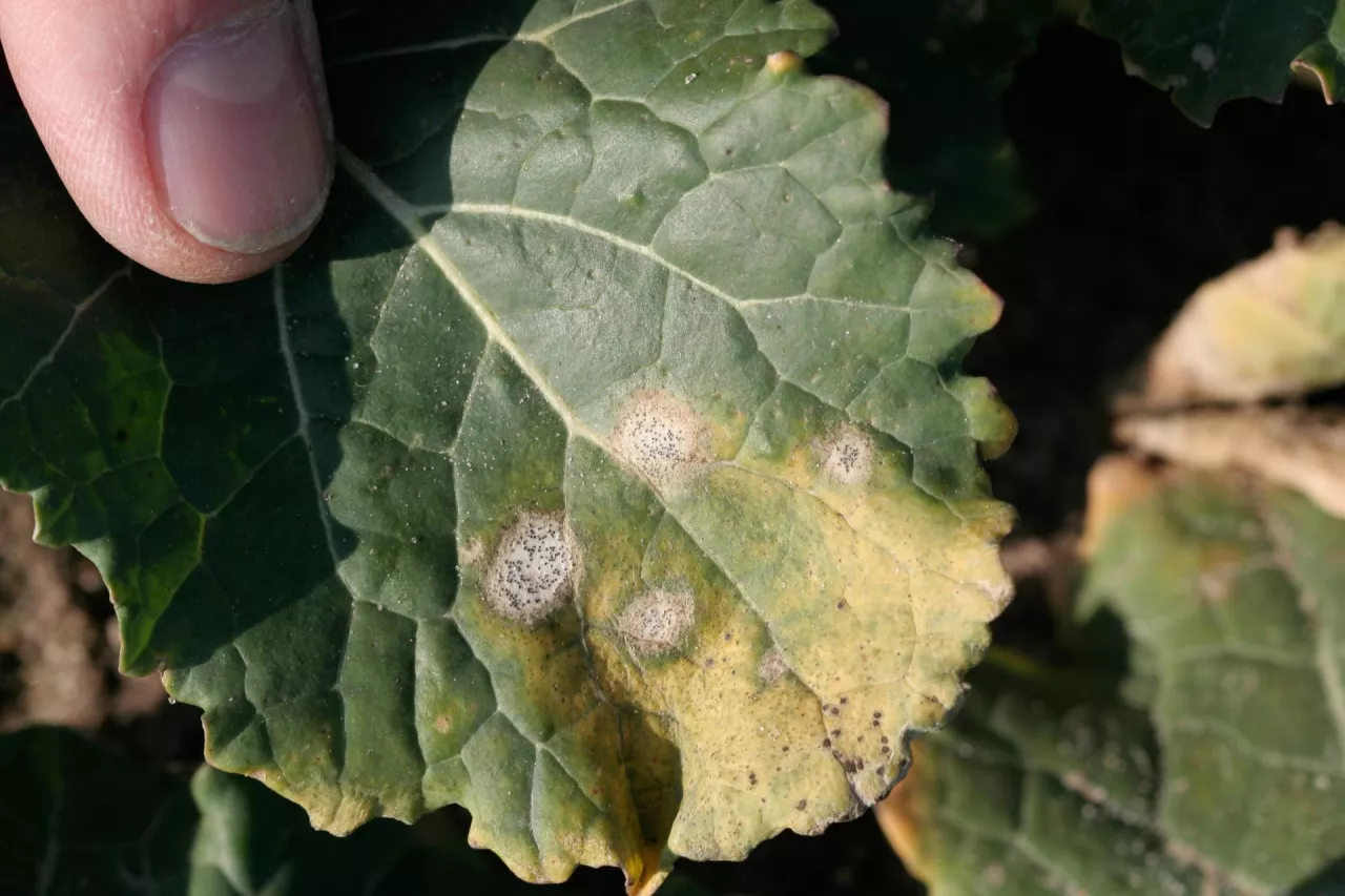 Sucha zgnilizna kapustnych - objawy na liściu rzepaku 