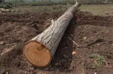 wycięte drzewo