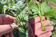 Przymrozki przetrzebiły plantacje malin i truskawek na Lubelszczyźnie