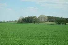 pole wiosną