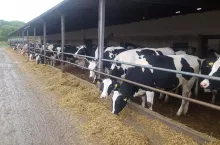 Mleko w dół, koszty w górę. Tak rolnicy mogą się zabezpieczyć