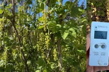 Przymrozek 30.04., pomiar na plantacji porzeczki pod Opatowem