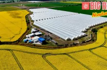 Obiekty produkcyjne BigRed berry farm