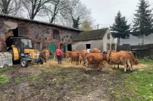 Rolnik na podwórku z bydłem