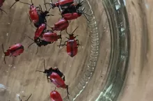 Jedną z metod walki z poskrzypkami jest ich ręczne zbieranie bądź strząsanie do słoika o szerokiej szyjce. Szeroka szyjka jest konieczna, by chrząszcze nie opadały na ziemię, tylko trafiały do słoika