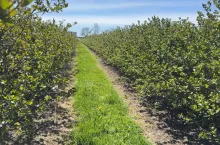 Aronia przed kwitnieniem, 30.04.2026