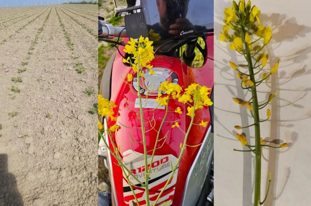 Przymrozki i susza uderzają w buraki i rzepak. ”Łuszczyny są puste, plon będzie niższy”