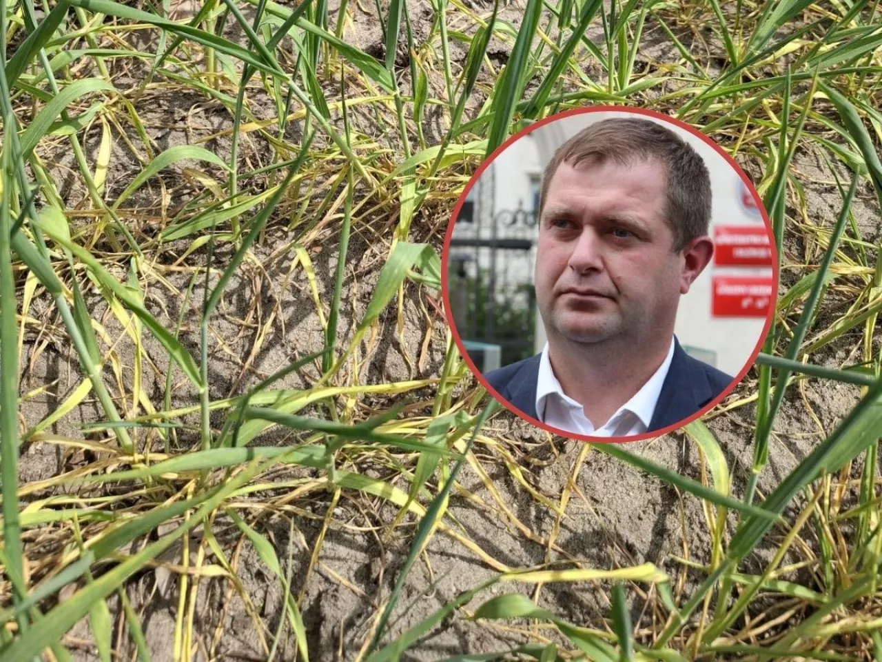 Rolnicy wzywają ministra na pola. ”Nie stać nas nawet na przesiewanie”