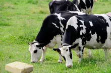 Ceny produktów mlecznych na GDT