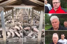 Ceny świń runęły nawet o 50 gr. Rolnicy: ”Tak źle jeszcze nie było”