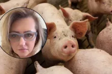 Rolnicza Ewa Szydłowska i trzoda chlewna w oborze