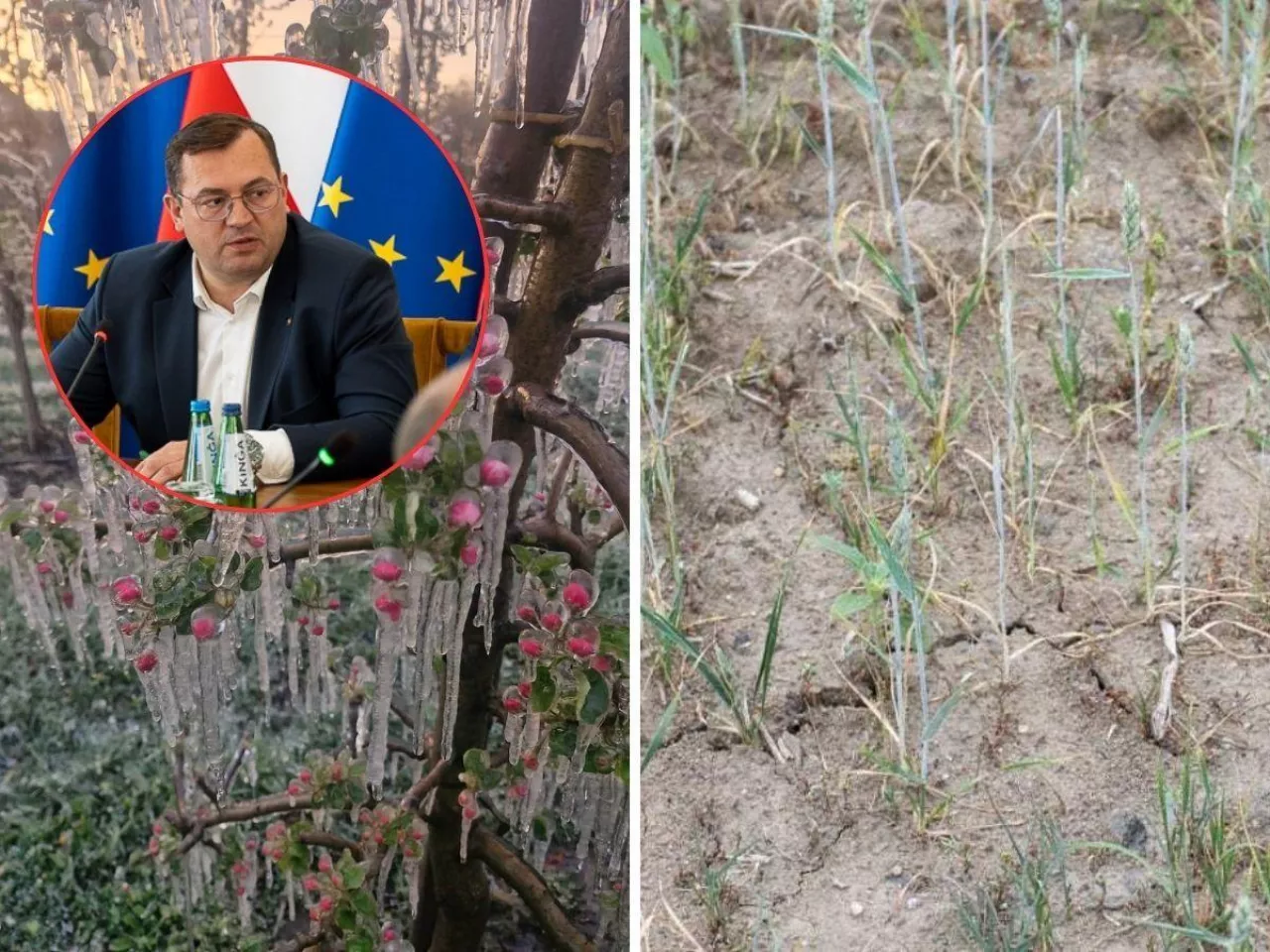 Rząd zapowiada pomoc dla rolników.