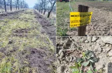 Dziki nie dają spokoju rodzinie Siemiątkowskich
