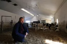 Rolnik w oborze z cielętami