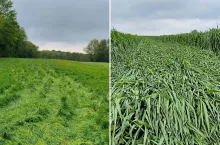 pole ze zniszczoną przez buggy trawą