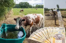 krowy piją wodę, obok woda ze studni, na dole po prawej banknoty polskie