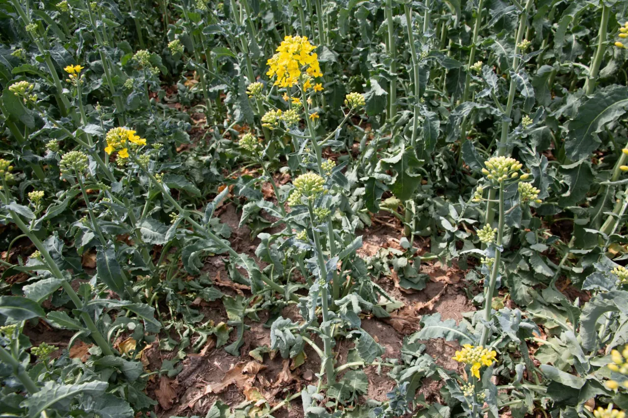 susza rzepak