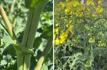 Na Lubelszczyźnie rzepak mocno odczuł spadki temperatur
