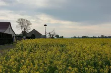 rzepak słabo okwiecony
