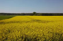 Kwitnący rzepak na wielkich polach