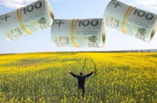 pole z rzepakiem, postać mężczyzny stojąca tyłem, na górze zwitki polskich banknotów 