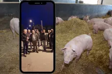 Rolnicy zostali z tucznikami w chlewniach. Animex odpowiada na zarzuty