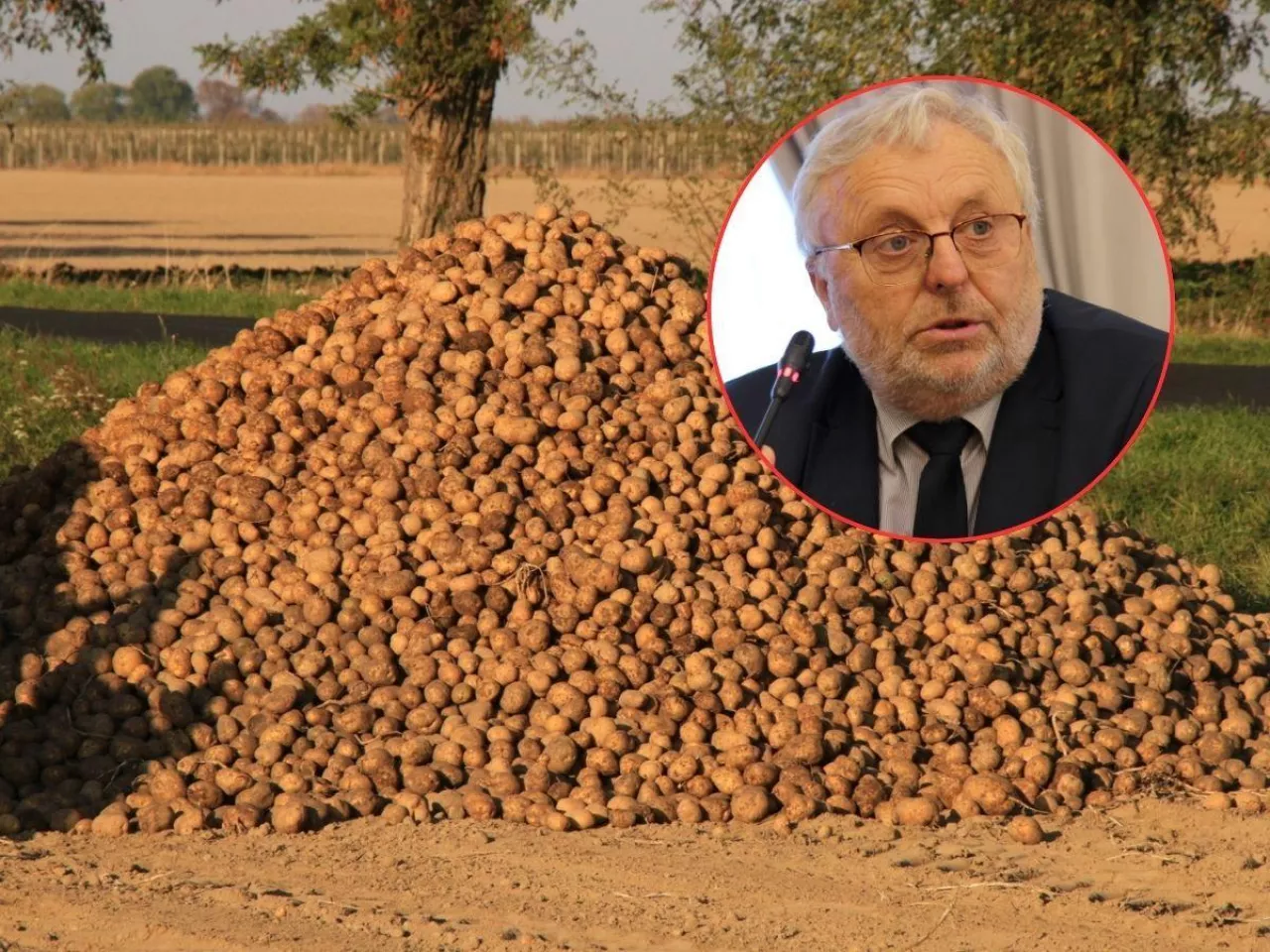 Rolnicy chcą dopłat do utylizacji ziemniaków