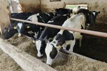 Bydło mleczne - krowy w oborze