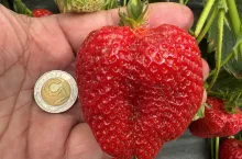 Imponujący rozmiar truskawki