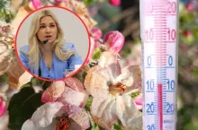 zmarznięte drzewo owocowe, termometr, w kółeczku twarz wiceminister rolnictwa Małgorzaty Gromadzkiej