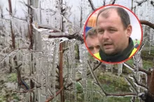 Przymrozki obnażyły chaos państwa? Rolnicy: każda gmina działa inaczej