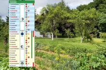 Kalendarz biodynamiczny na czerwiec 2026. Kiedy siać, sadzić i pielęgnować rośliny?