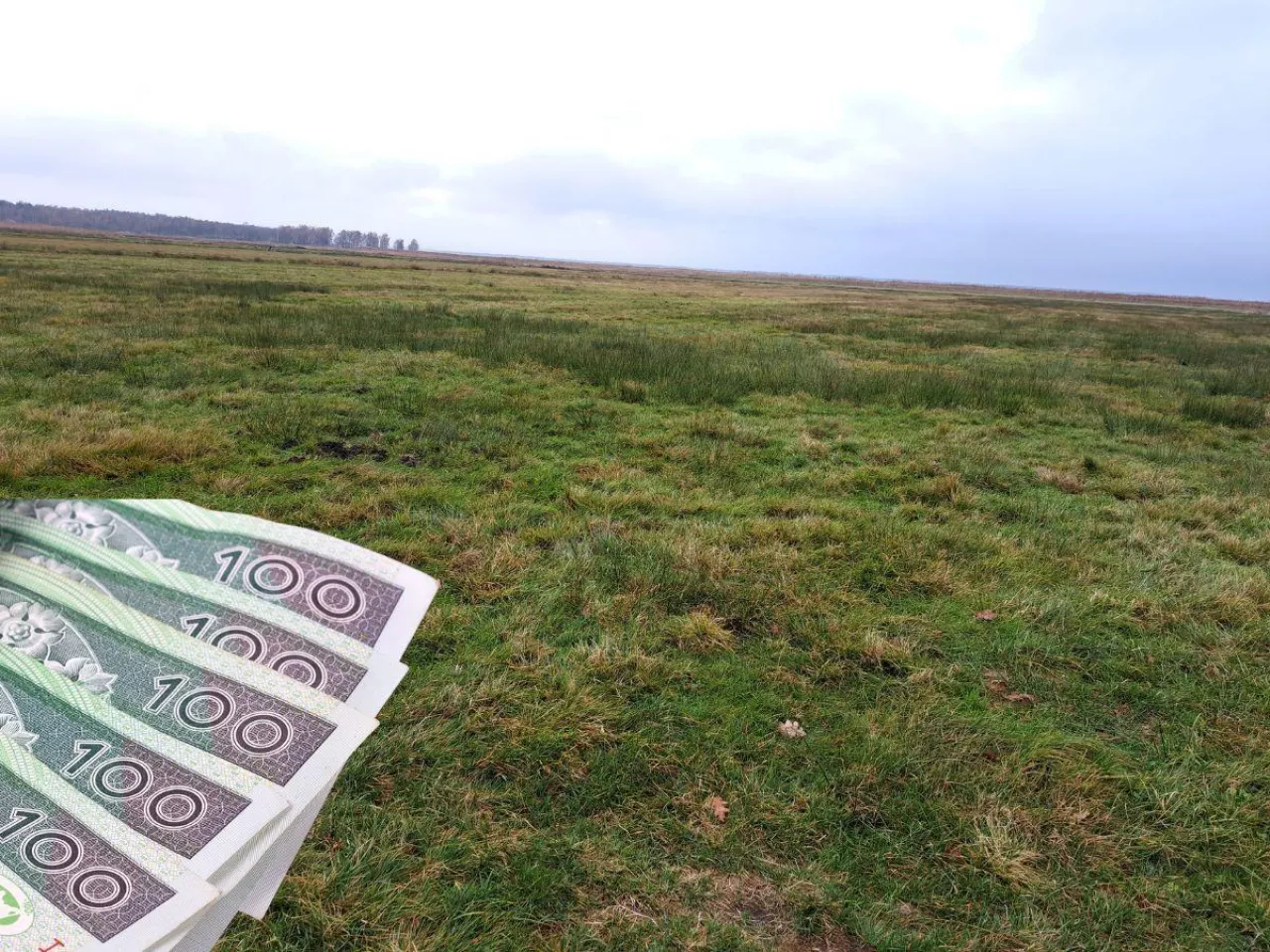 torfowisko, po lewej banknoty polskie