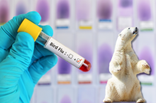 Norwedzy wykryli H5N5 u niedźwiedzia polarnego